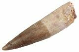 Fossil Spinosaurus Tooth - Real Dinosaur Tooth #368049-1